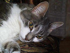 Gatti (62)